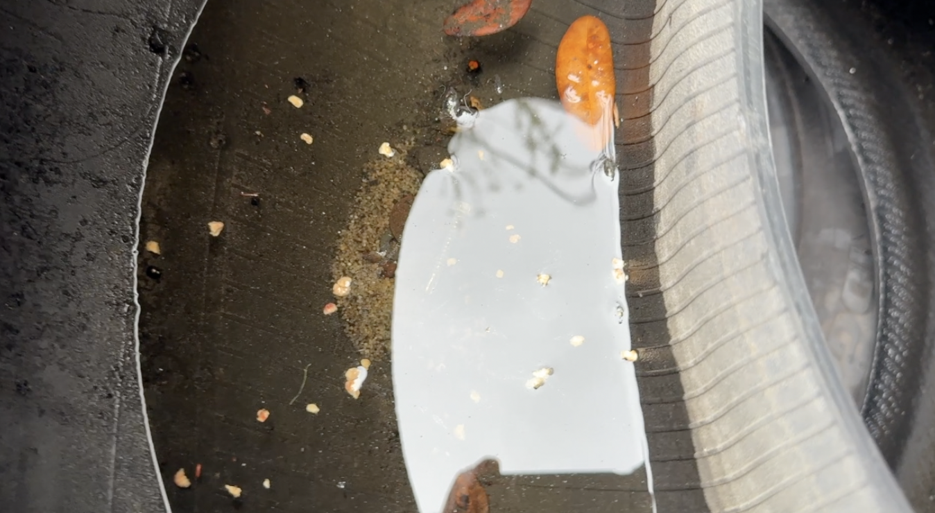 Dengue response: What Tampa Bay 28 found at a West Tampa tire shop — WFTS ABC Action News Tampa, Hillsboro Real Estate news